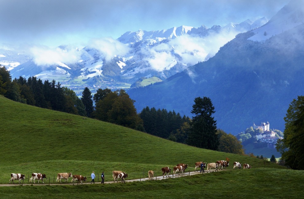 Швейцарские сыроделы