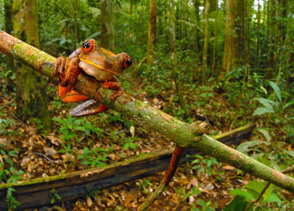 Редкие  животные, растения и насекомые из Суринама