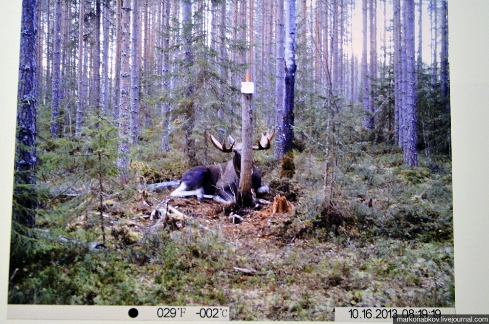 Особенности национальной охоты на лосей в Финляндии