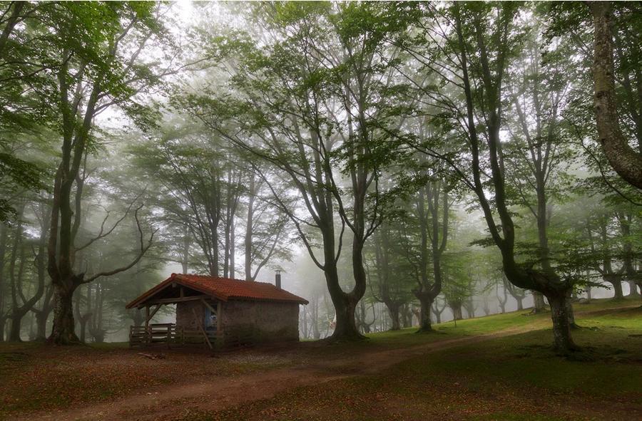 Самые красивые дома в лесу