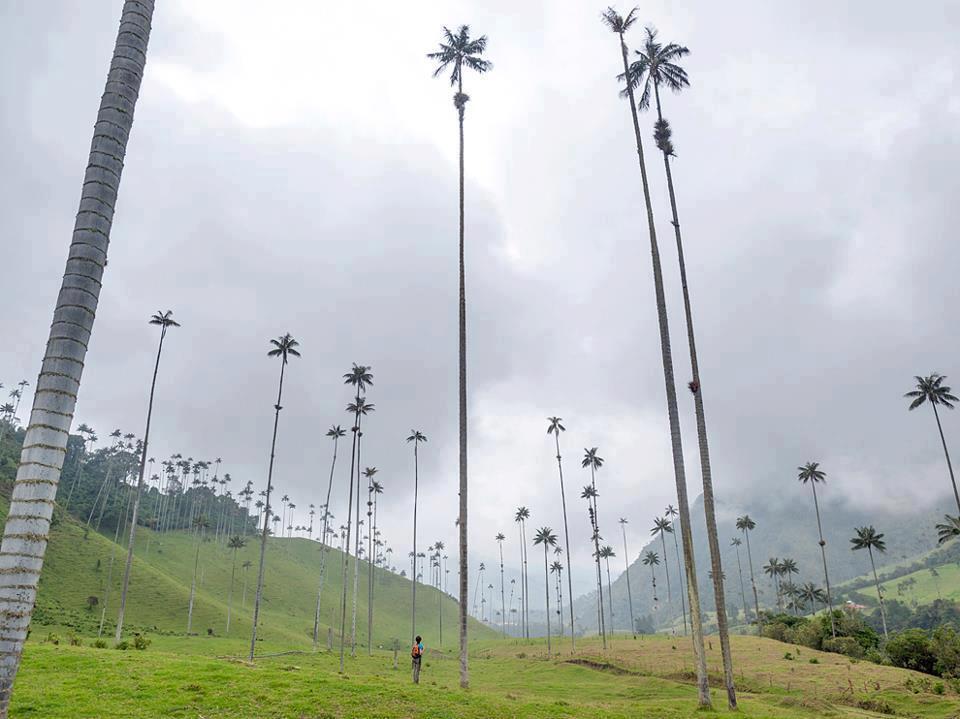  Кокора – долина уникальных пальм