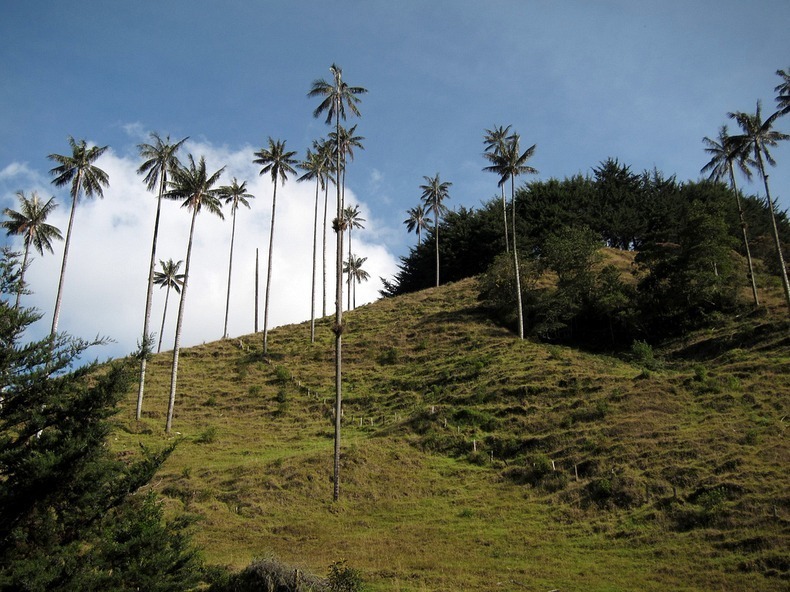  Кокора – долина уникальных пальм