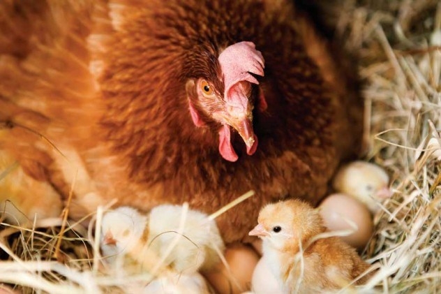 Общение между курицей и цыпленком