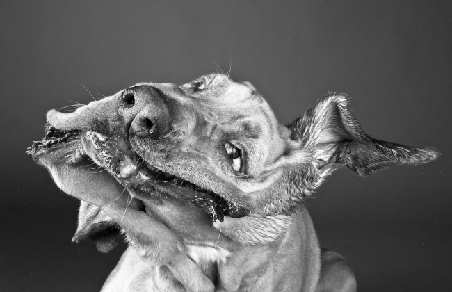 Забавные гримасы собак в фотографиях Карли Дэвидсон
