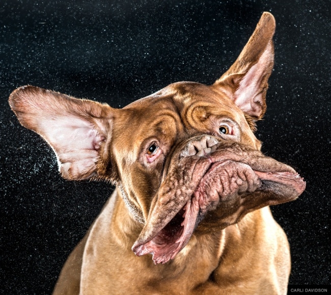 Забавные гримасы собак в фотографиях Карли Дэвидсон