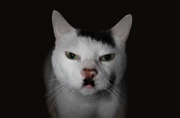  Сноуболл, кошка-Гитлер
