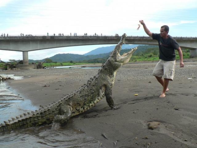 Заклинатель крокодилов Хосе Эдуардо Чавес Салас