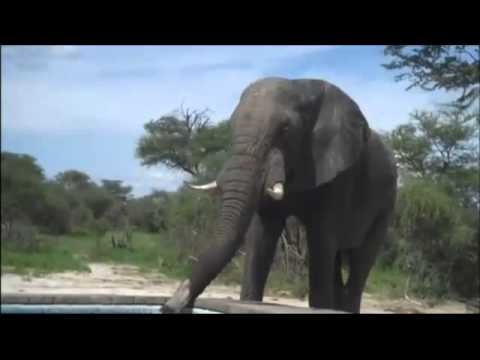 Слон зашел воды попить 
