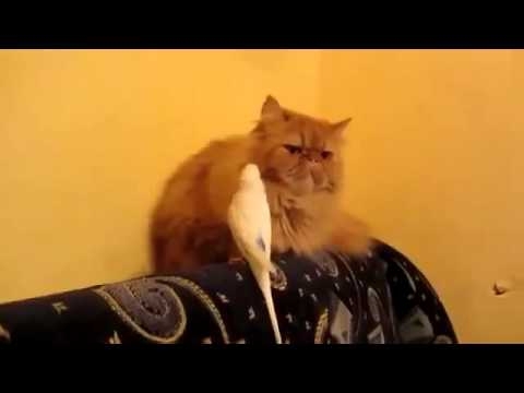Дерзкий попугай достает кошку 