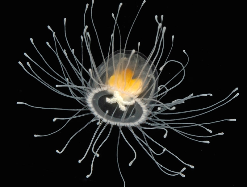 Медуза Turritopsis Nutricula – единственное на Земле бессмертное сущес