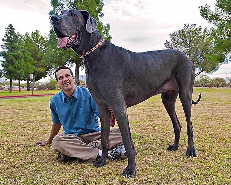 В США умерла огромная собака по кличке Гигантский Джордж