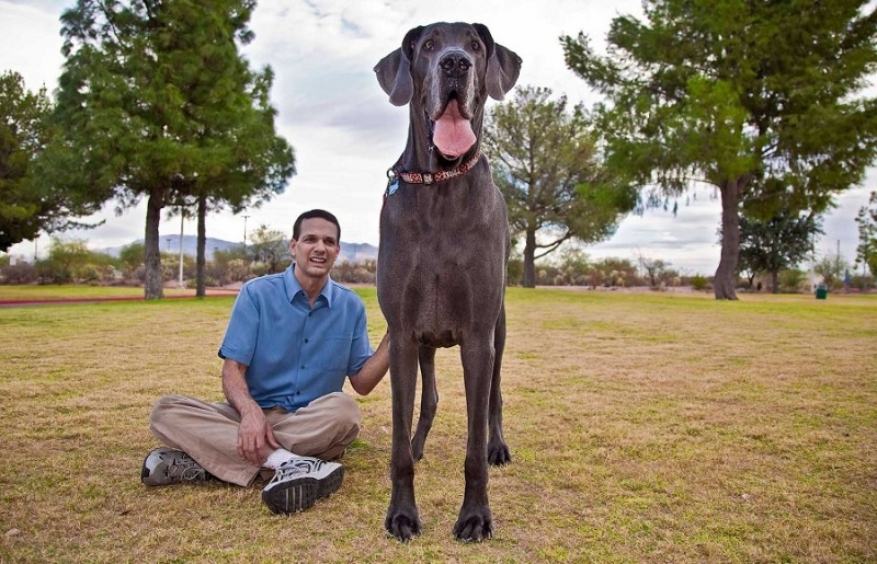 В США умерла огромная собака по кличке Гигантский Джордж
