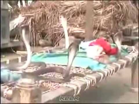 Удивительное видео на котором 4 кобры сторожат маленького спящего ребе 