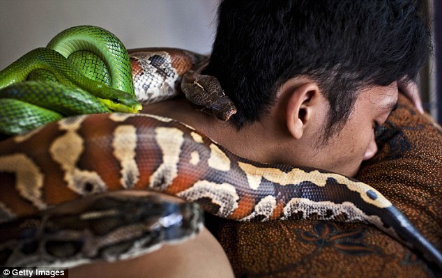 Змеиный массаж в индонезийском спа-центре
