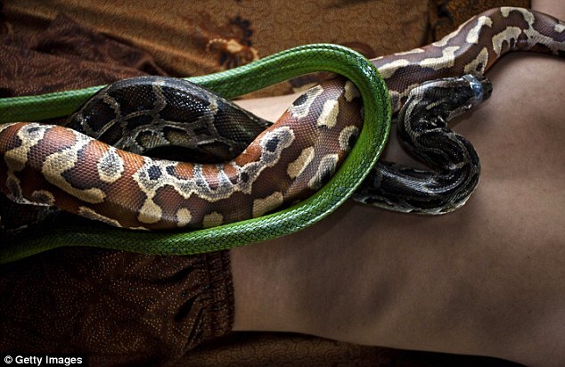 Змеиный массаж в индонезийском спа-центре