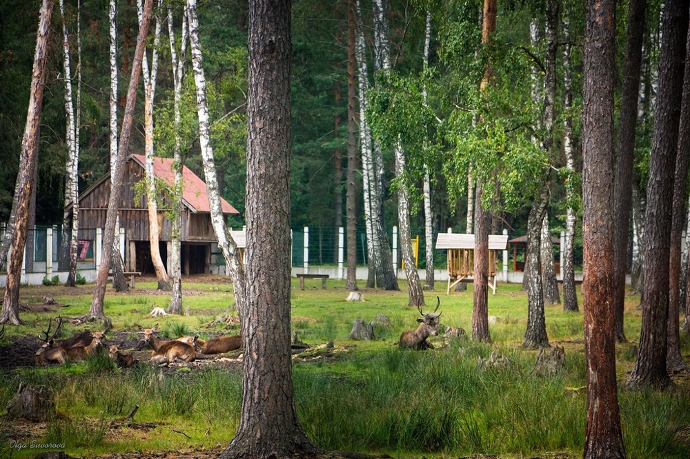  Прогулка по Беловежской пуще