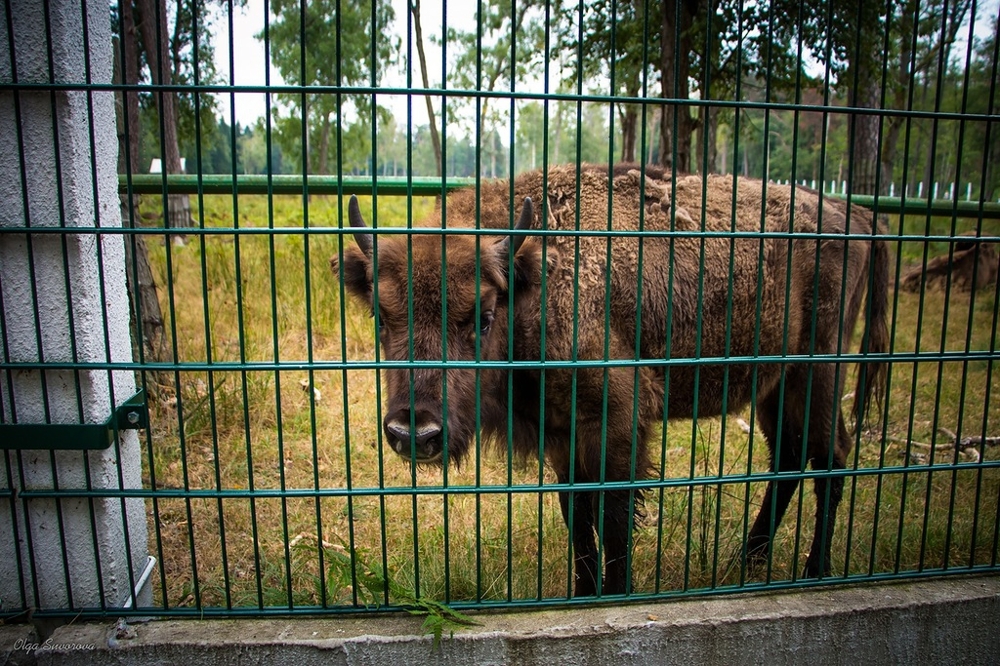  Прогулка по Беловежской пуще