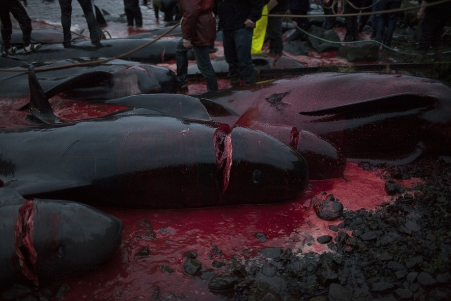 Охота на гринд - это у них в крови