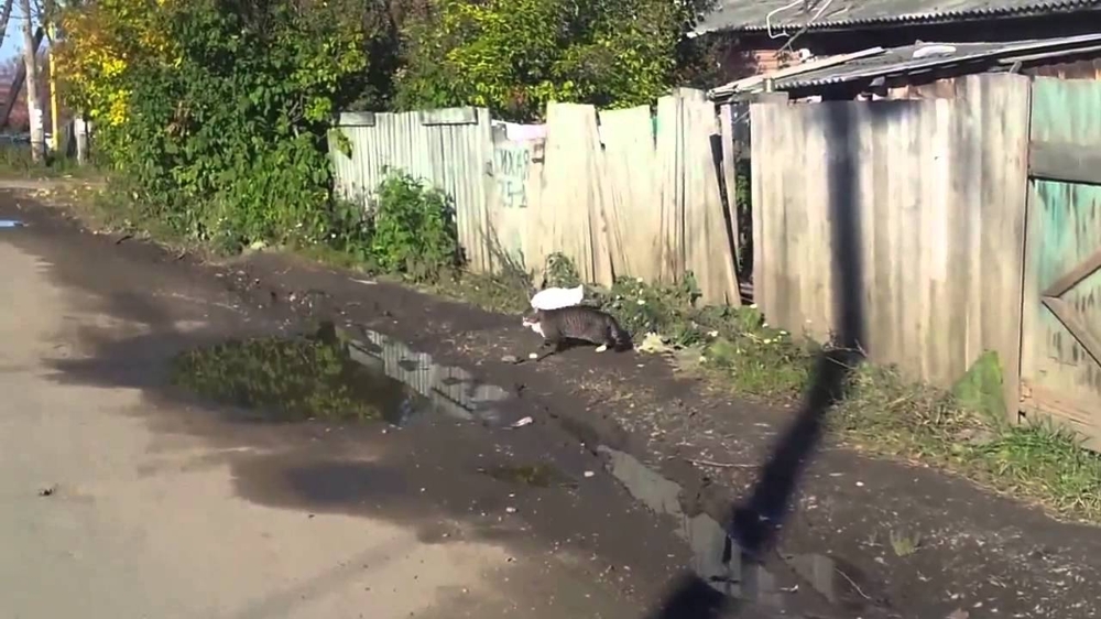 Чего хотят коты?  
