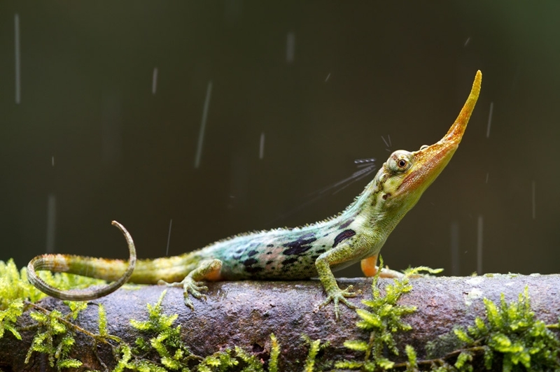 Ученые нашли «вымершую» ящерицу в Эквадоре