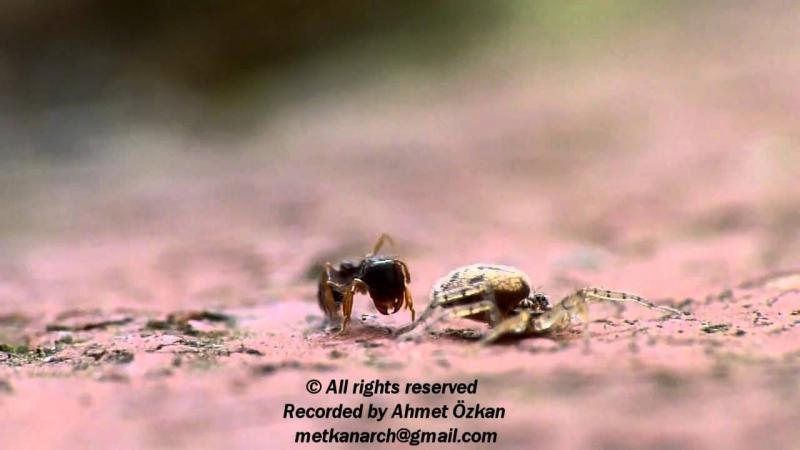 Ant vs Spider (Spider Attack)-The Original Video by Ahmet Ozkan 
