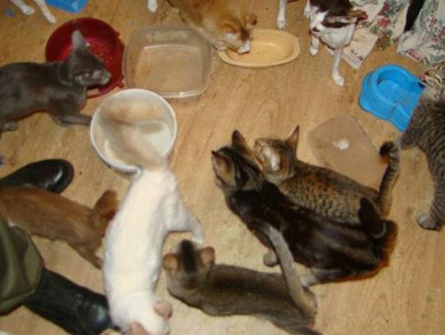 Полячка усыпала свой дом трупами кошек, одержимая навязчивой идей