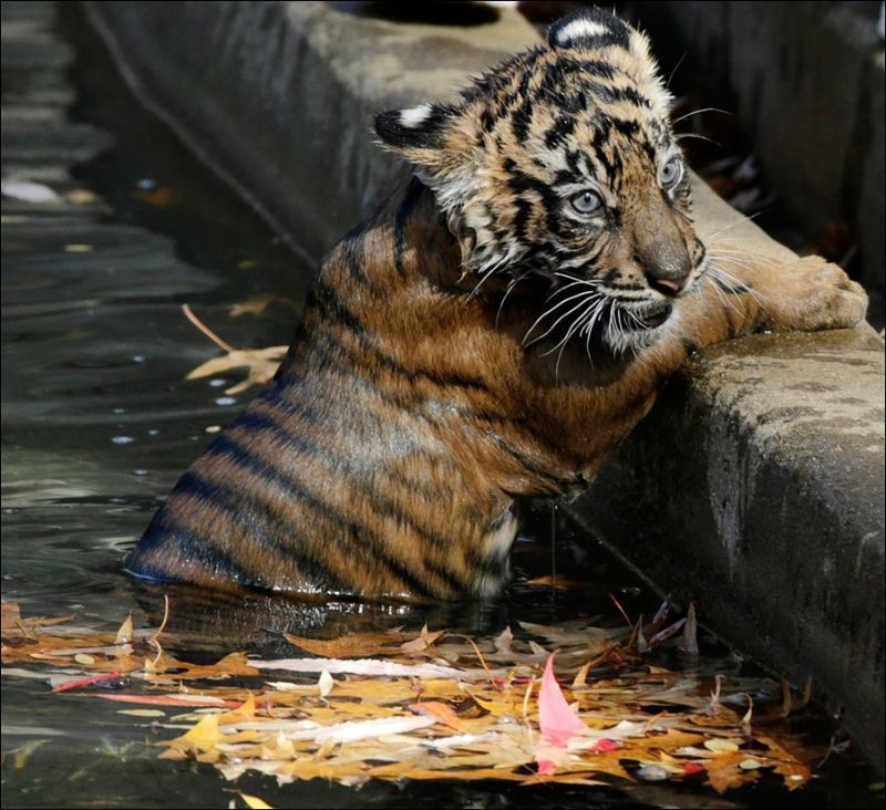 Первый заплыв трехмесячных тигрят