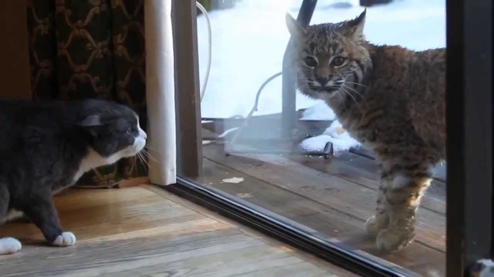 Вот как реагирует наш кот на гостей из леса ) 