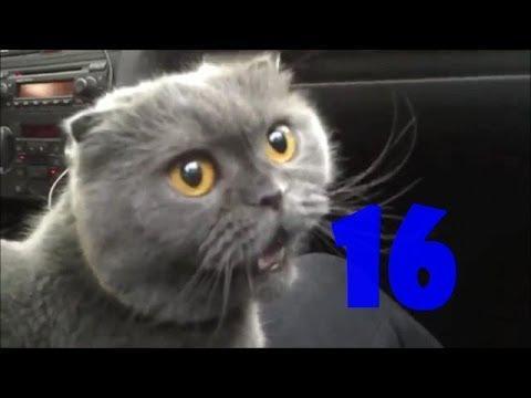 Смешные кошки. Выпуск #16 / Funny Cats Compilation #16 