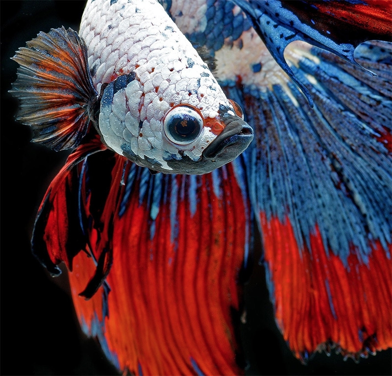 Сиамские боевые рыбки