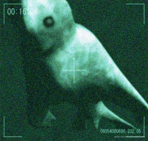 Кто он этот “Ningen.”