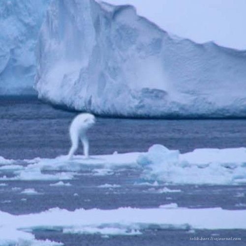 Кто он этот “Ningen.”