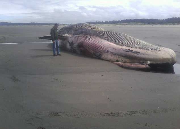 Убивший 800 дельфинов вирус начал уничтожать китов