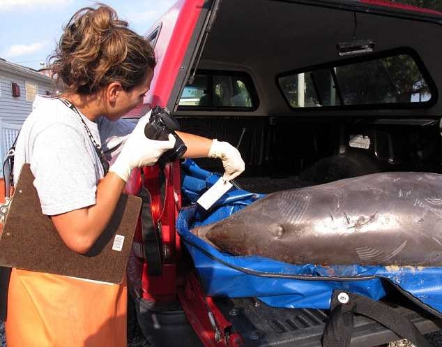 Убивший 800 дельфинов вирус начал уничтожать китов