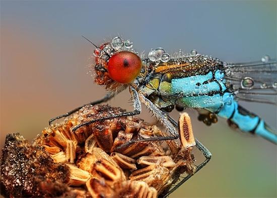 Мокрые насекомые фотографа Ондрея Пакана