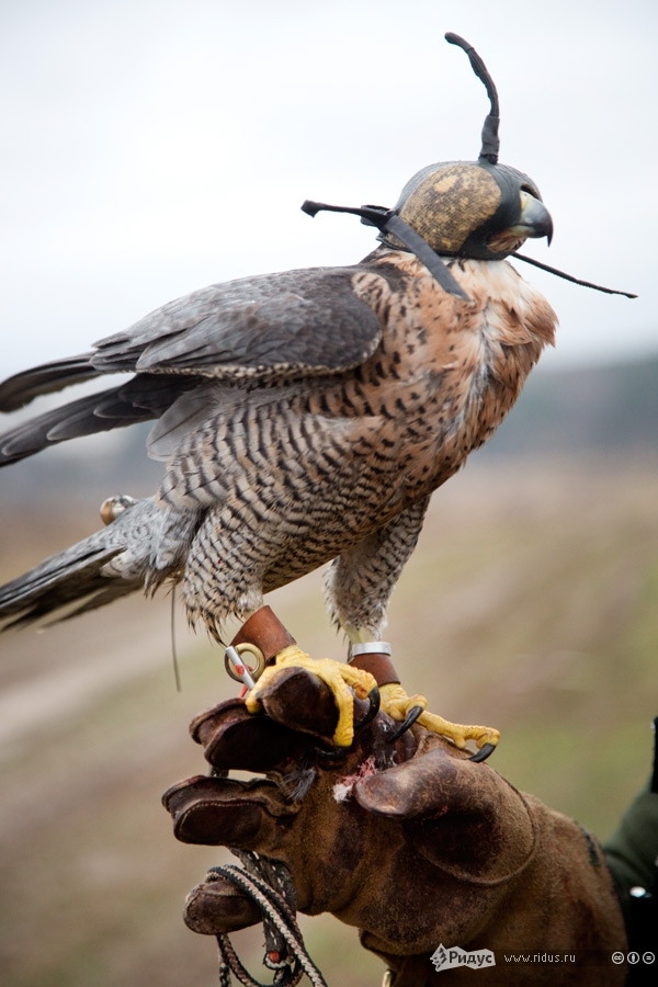 Всероссийский слет охотников с ловчими птицами 2013