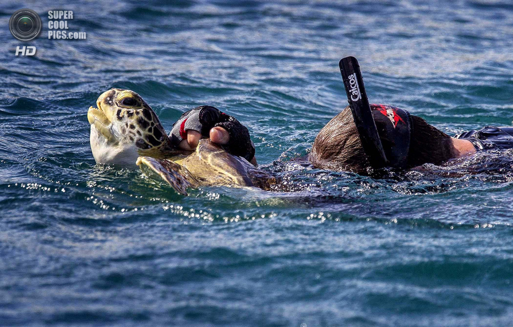 США. Форт-Пирс, Флорида. Дэйв Кларк с зелёной черепахой, пойманной во впускном канале. 