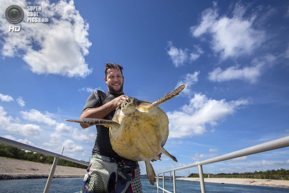 США. Форт-Пирс, Флорида. Дэйв Кларк с зелёной черепахой, пойманной во впускном канале.