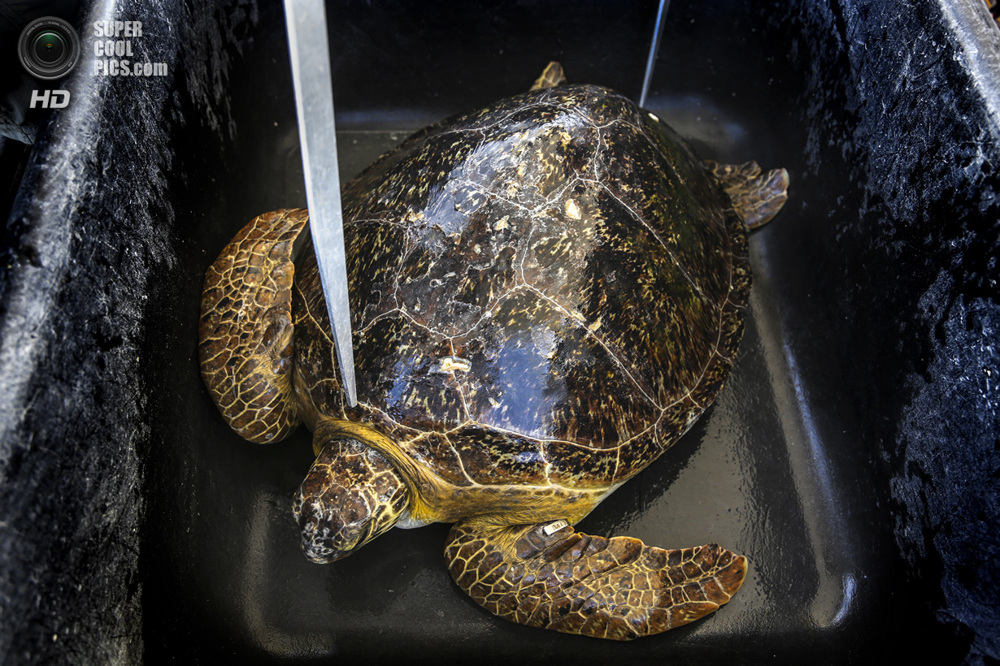 США. Форт-Пирс, Флорида. Зелёная черепаха ждёт своей очереди на взвешивание, измерение и пометку, а также оказание ветер
