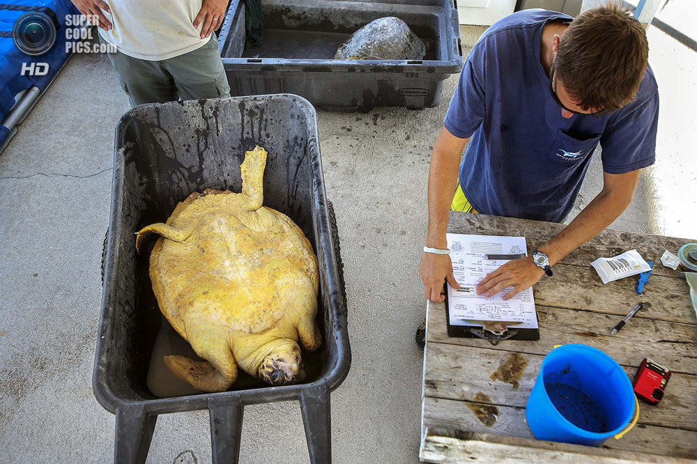 США. Форт-Пирс, Флорида. Биолог Джефф Гуэртин записывает показатели черепахи. 