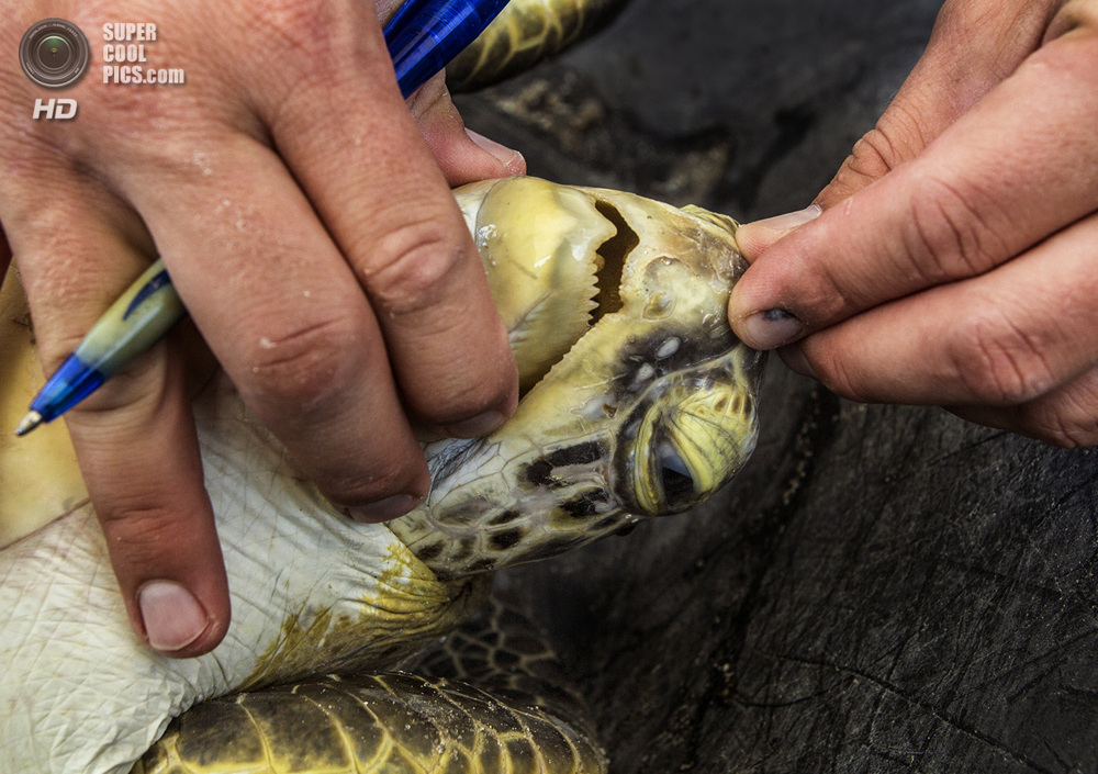 США. Форт-Пирс, Флорида. Джефф Гуэртин проводит обследование черепахи.