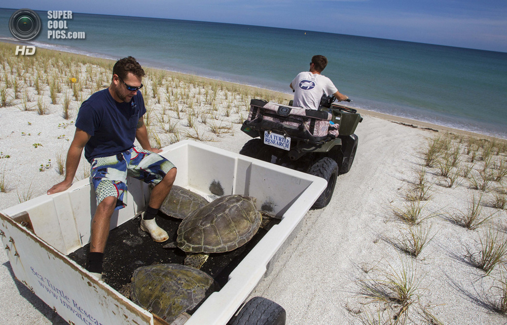 США. Форт-Пирс, Флорида. Биологи Джефф Гуэртин и Дэйв Кларк отвозят черепах на побережье.