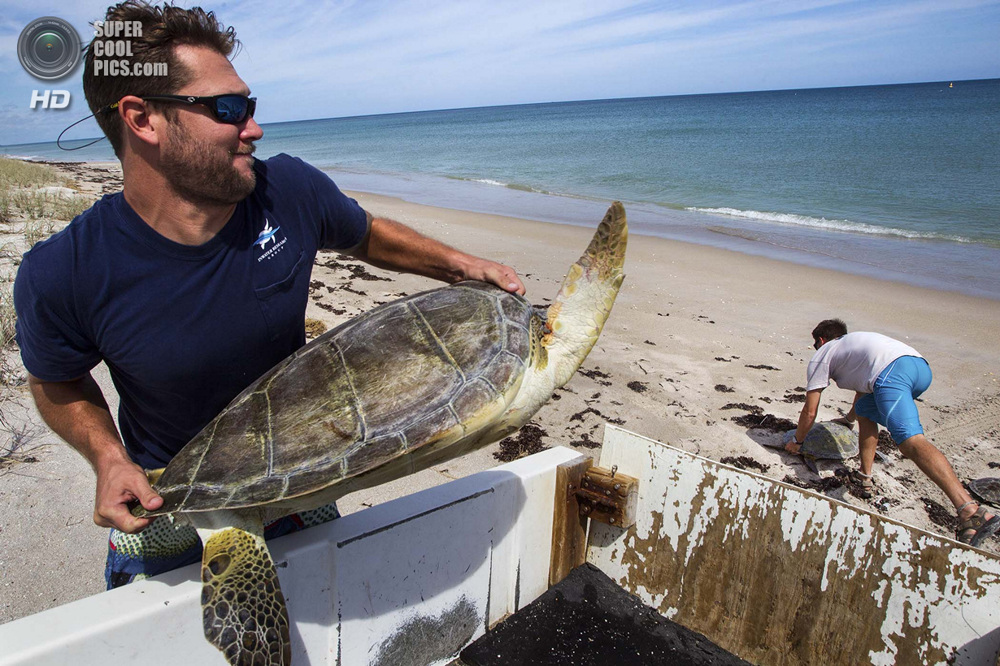 США. Форт-Пирс, Флорида. Биологи Джефф Гуэртин и Дэйв Кларк выносят черепах на побережье.