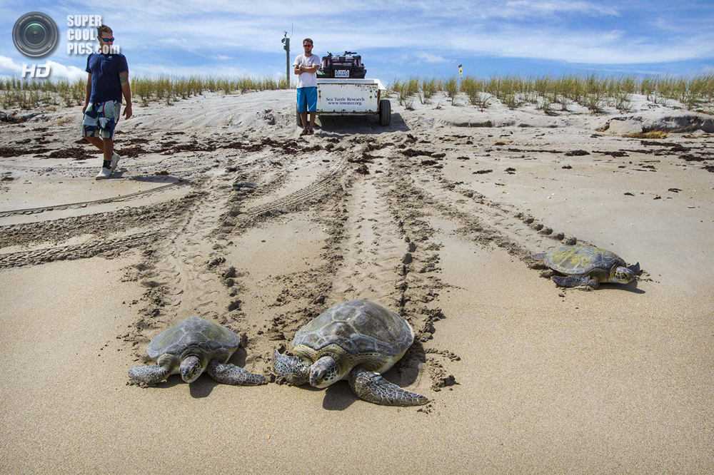 США. Форт-Пирс, Флорида. После всех приключений черепахи возвращаются в океан целыми и здоровыми. 