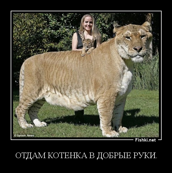 Отдам котенка в добрые руки.