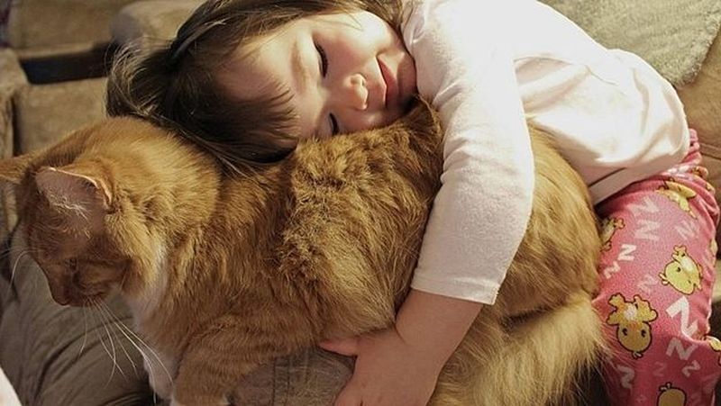 38 доказательств того, что у кошек золотые сердца 