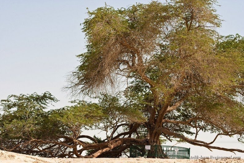 Shajarat-al-Hayat – дерево-легенда с необъяснимым наукой происхождение