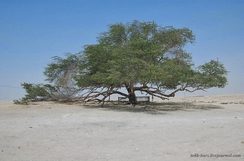 Shajarat-al-Hayat – дерево-легенда с необъяснимым наукой происхождение