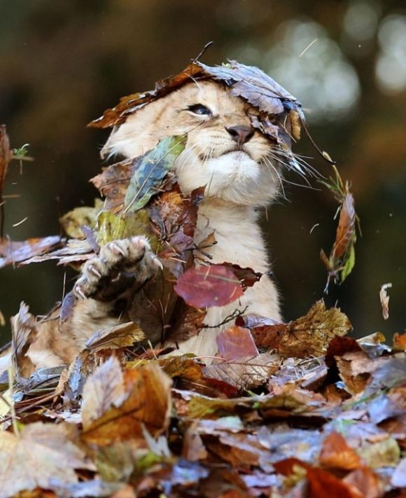 Осенне-лиственный позитив