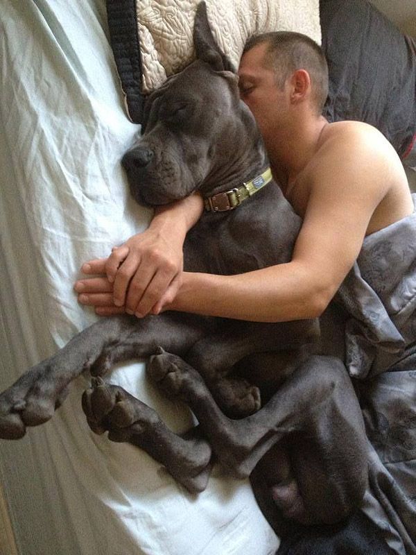 А эта собака служит подушкой для своего хозяина.